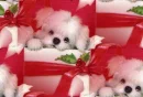 white puppy