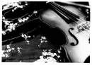 violin black