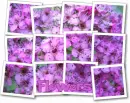 Flower photo-spread