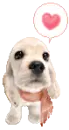 puppy in love