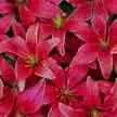 Red Lillies