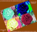 rosas
