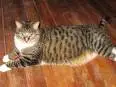 Who's a fat cat? #1