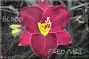 blood flower