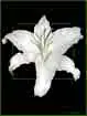 White Lilly