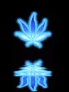 weed