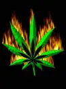 Weed