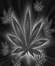 weed