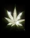 weed