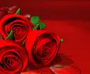 red rose