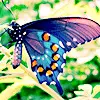 Butterfly Rainbow
