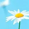 The Daisy