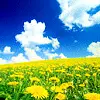 Field of Dandelions