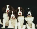 Puppies