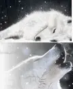 Kiba