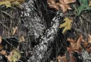 Tree with Fall Leaves