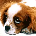 cute dog animation