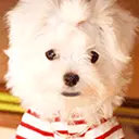 cute dog animation