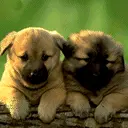 cute dog animation