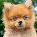 cute dog animation