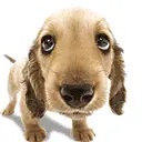 cute dog animation
