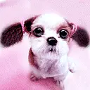 cute dog animation