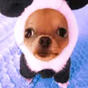 cute dog animation