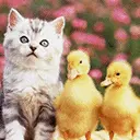 cute cat animation