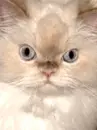 cute cat animation