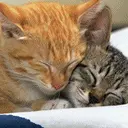 cute cat animation