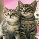 cute cat animation