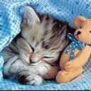 Cute Kitties