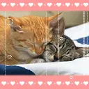 cute cat animation