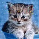 cute cat animation