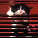 Hanging Cat