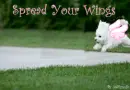 Spread Your Wings