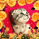 cute cat animation