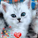 cute cat animation