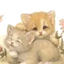 cute cat animation