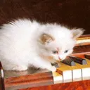 cute cat animation
