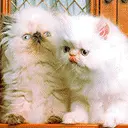 cute cat animation