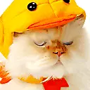 cute cat animation
