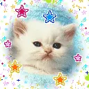 cute cat animation