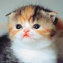 cute cat animation