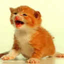  	cute cat animation