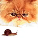  	 cute cat animation