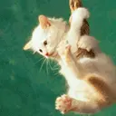cute cat animation