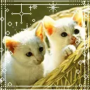 cute cat animation