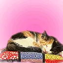 cute cat animation