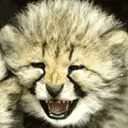 cute cat animation